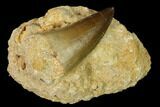 Mosasaur (Prognathodon) Tooth In Rock - Morocco #152649-1